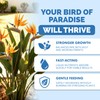 Bird of Paradise Fertilizer – Liquid Plant Food for Bigger