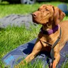 Henry Wag Gel Cool Mat - Perfect Accessory for a