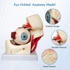 JNMFTD Human Eye Orbital Anatomy Model, 3X Enlarged 12 Parts