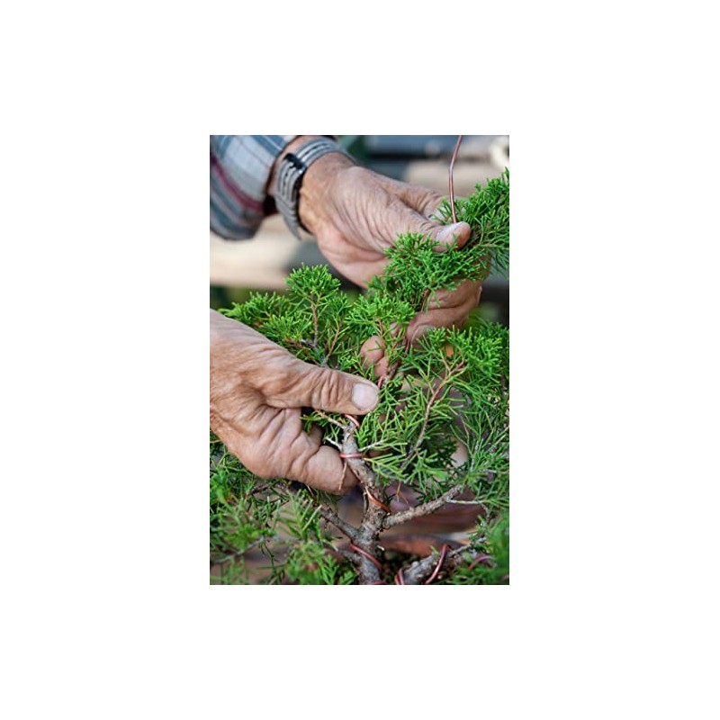 The cordeline bobinot Yarn