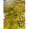 Red Myrio Myriophyllum Heterophyllum Live Aquarium Plants BUY 2 GET