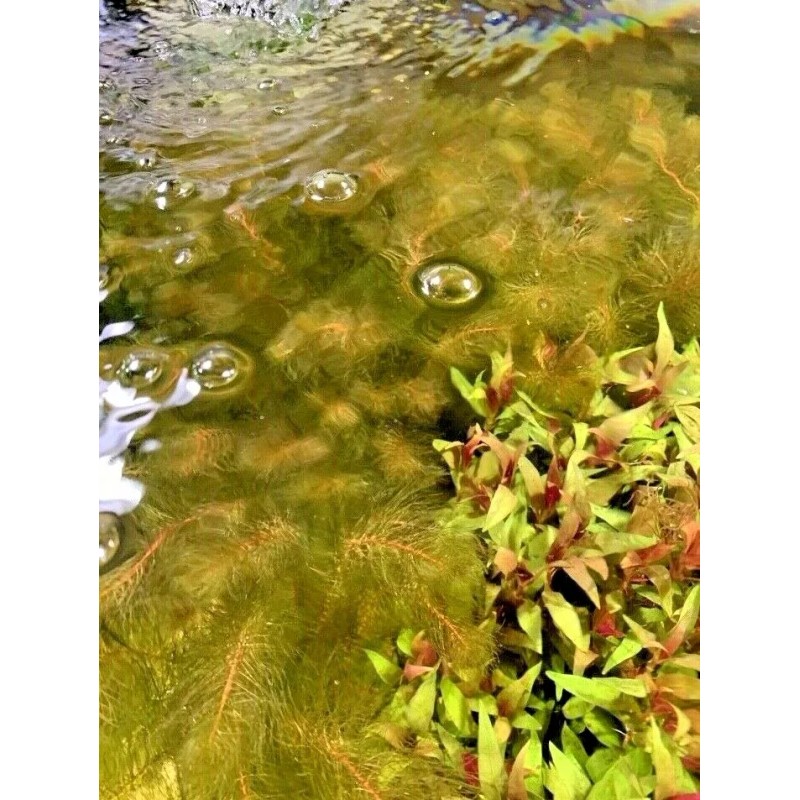 Red Myrio Myriophyllum Heterophyllum Live Aquarium Plants BUY 2 GET