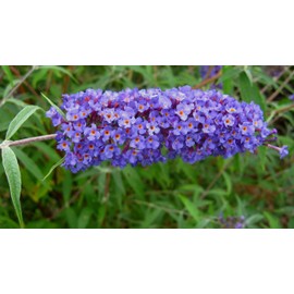 Buddleia Nanho Blue | 1 Extra Large 3 Gallon Plant | Fragrant & Compact Butterfly Bush, Ideal for Vibrant Landscapes, Attractive Borders & Butterfly Gardens, Drought Tolerant