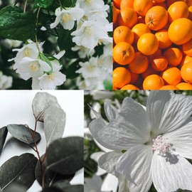 Edward George Reed Diffusers for Home Egyptian Cotton Fragrance Oil Reed Diffuser Set with 10 Oil Diffuser Sticks, 5.6 fl oz