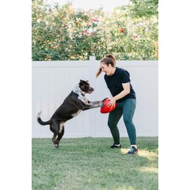 Jolly Pets Jolly Pets Jolly Egg Dog Toy, 8 Inches/Medium, Red (JE08 RD)