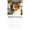 Corgis 2026 12" x 12" Wall Calendar