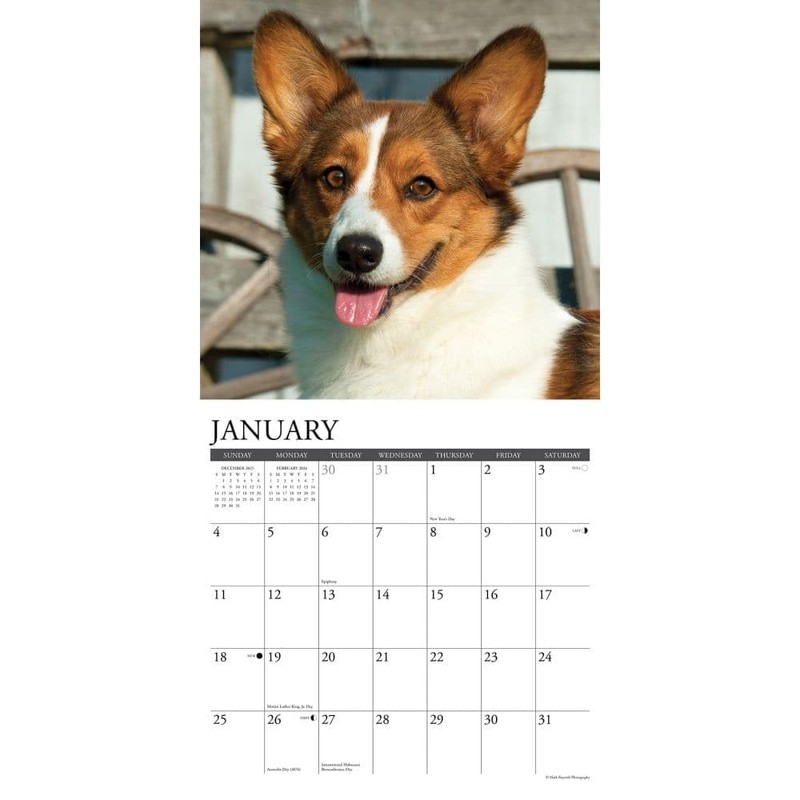 Corgis 2026 12" x 12" Wall Calendar