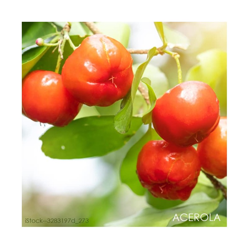 telomit® Organic Redox Base Formula - According to Dr. Probst