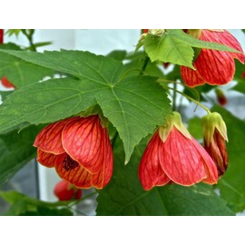 Flowering Maple (Abutilon) Mix Seeds Indoor Perennial Flowers for Planting Giant Non GMO 50 Seeds