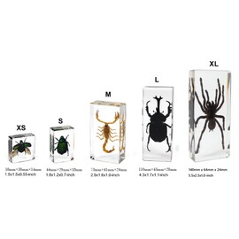 Taxidermy Insect, Preserved Bugs Insect Specimens in Resin for Closer-Look & Study, Science Classroom Specimens Educational for Preschool Home Office Display Decor (Large 4pcs Insects B)