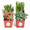 Shop Succulents | Assorted Collection of Live Succulent Plants, Hand