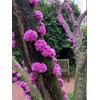 CZ Grain 20 Judas Tree Seeds for Planting Flowering Tree