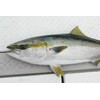 JACKALL Big Backer Fall Trick Super Sagoshi Silver 4.0 inches