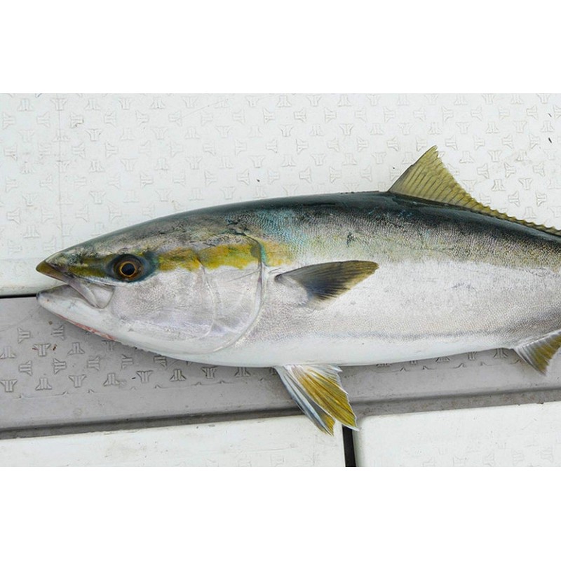 JACKALL Big Backer Fall Trick Super Sagoshi Silver 4.0 inches