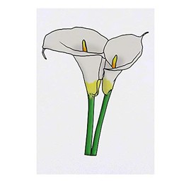 Azeeda 'Calla-Lilien' Temporäres Tattoo - Hautfreundlicher & Ungiftiger Abziehbild · Wasserfest (TO00042074)