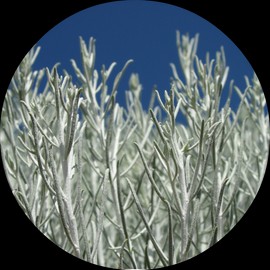 Living Libations Sage, Desert Essential Oil, 15ml