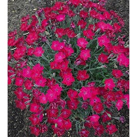 Live Plant from Green Promise Farms - Proven Winners, Dianthus Paint The Town Magenta Pinks, Bright Magenta Flowers - #1 Gallon Size Container