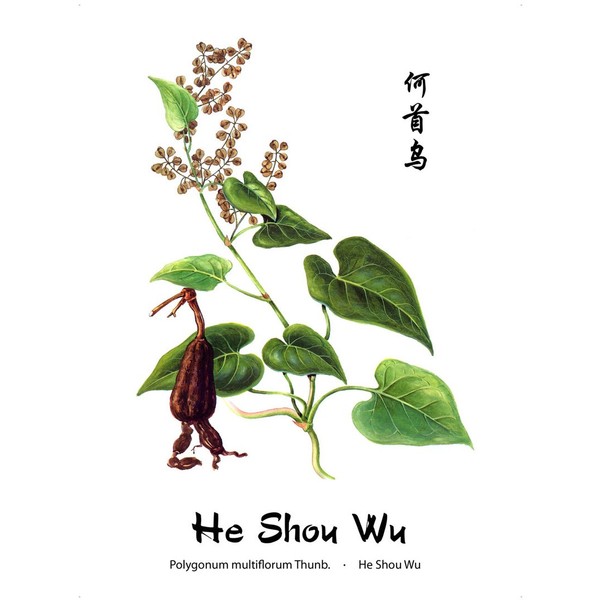 Dragon Herbs He Shou Wu -- 500 mg - 100 Capsules - Dietary Supplement