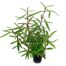 Potted Live Aquarium Plants | Freshwater Aquatic Plants for Aquariums (Hygrophila Araguaia)