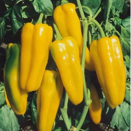 50PCS Golden Marconi Sweet Pepper Seeds Garden Vegetable Seeds Heirloom