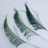 20 Pcs Peacock Feathers, Feathers, Feather, Green Feathers, Feathers for