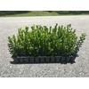 Winter Gem Boxwood - 15 Live Plants - Low Maintenance