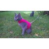 Mynwood Cat Jacket/Harness Red Kitten up to 8 month