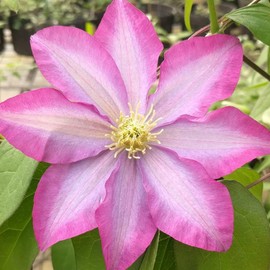 Pink Champagne Clematis Seeds Attracts Pollinators Fast Growing Cut Flower Ground Cover Specimen Compact Container Outdoor Trellis 25Pcs Flower Seeds by YEGAOL Garden