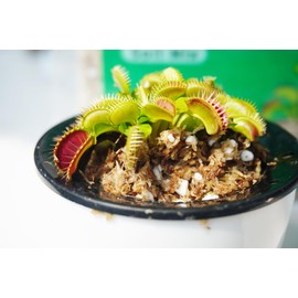 Kapecute Carnivorous Plant Soil Mix 2 Qts, Include Perlite and Sphagnum Moss Debris, Great Potting Soil for Venus Fly Traps, Pitcher Plants, Sundews