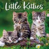 Carousel Calendars, Kittens 2026 Wall Calendar, 12'' X 12'', 16-Month