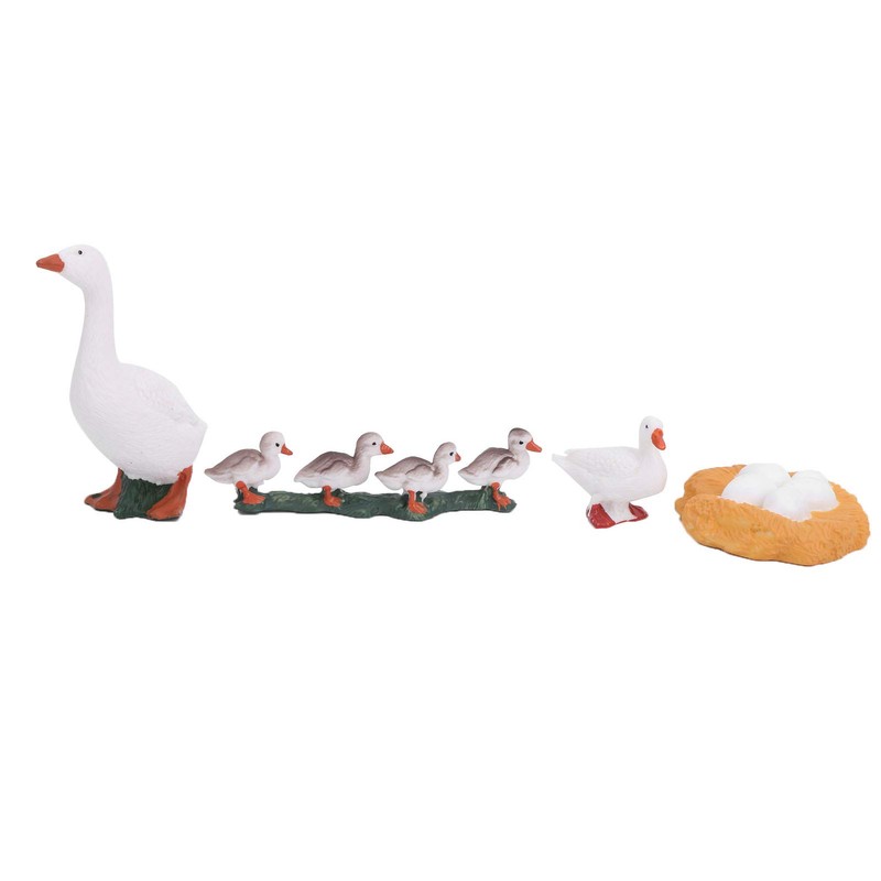 4 Stage Growth Cycle Model Animal Duck Life Cycle Children