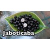 HOPE'S GARDEN Brazilian Grape Tree~~Jabotica