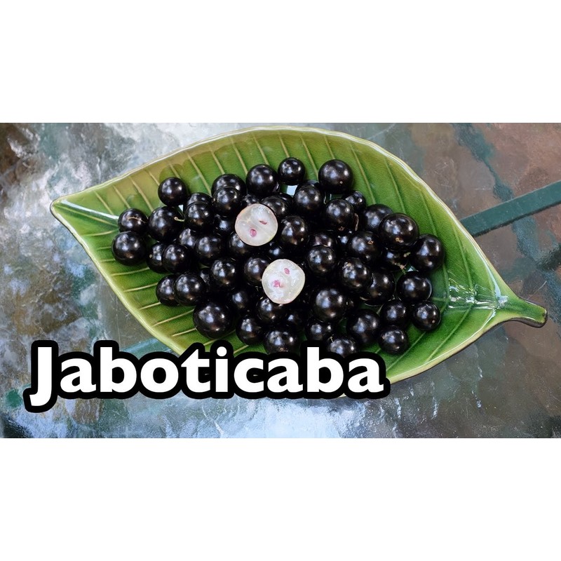 HOPE'S GARDEN Brazilian Grape Tree~~Jabotica