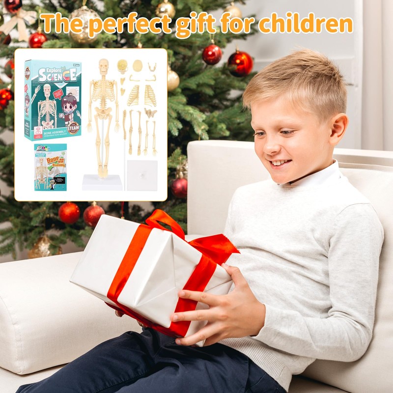 Lotvic Mini Human Skeleton Model, 35cm Skeleton Model with Movable