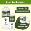 TPS NUTRIENTS Dracaena Fertilizer for All Dracaena Plants and Trees,
