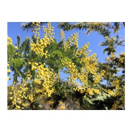 10 Seeds! Silver Wattle - Great for Bonsai - Tropical Plant Container or Deck Plant - Acacia dealbata