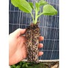 Comfrey - Live Plants (Symphytum ×  uplandicum) - Bocking 4