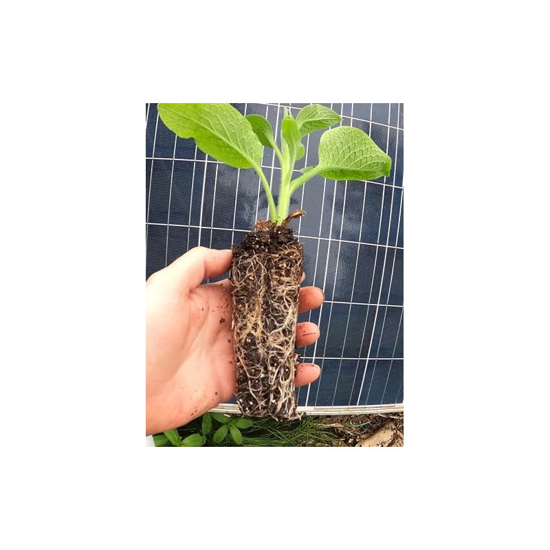 Comfrey - Live Plants (Symphytum ×  uplandicum) - Bocking 4