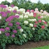 SeedsUP - 200+ Seeds Spider Plant Queen Mix Cleome -