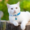 6 Pieces Cat Collar with Bell Adjustable Kitten Collar Heart