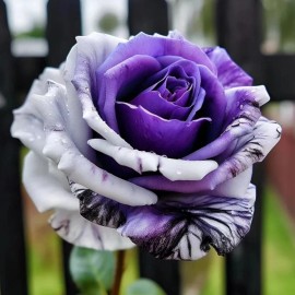Nygardenia 20pcs Rare Purple and White Twin Rose Seeds - Captivating Garden Contrasts