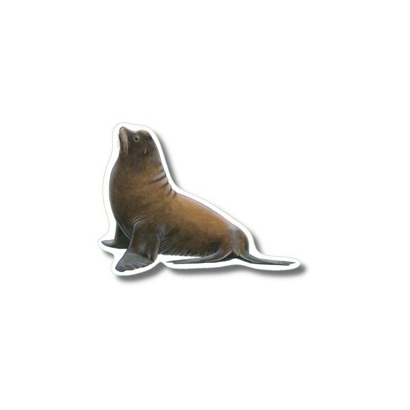 Earth Sky + Water - California Sea Lion - 3.5_