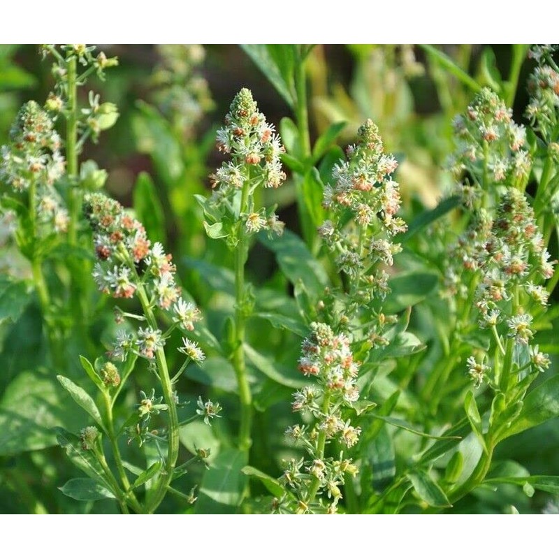 RAISE ME UP: Seeds Garden Mignonette Reseda Non GMO Heirloom