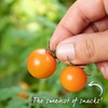 Marshalls Garden - Sungold Cherry Tomato Seeds - Pack of