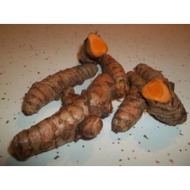 live plant 8 live Turmeric (Curcuma Longa) roots to plant or eat, USA seller