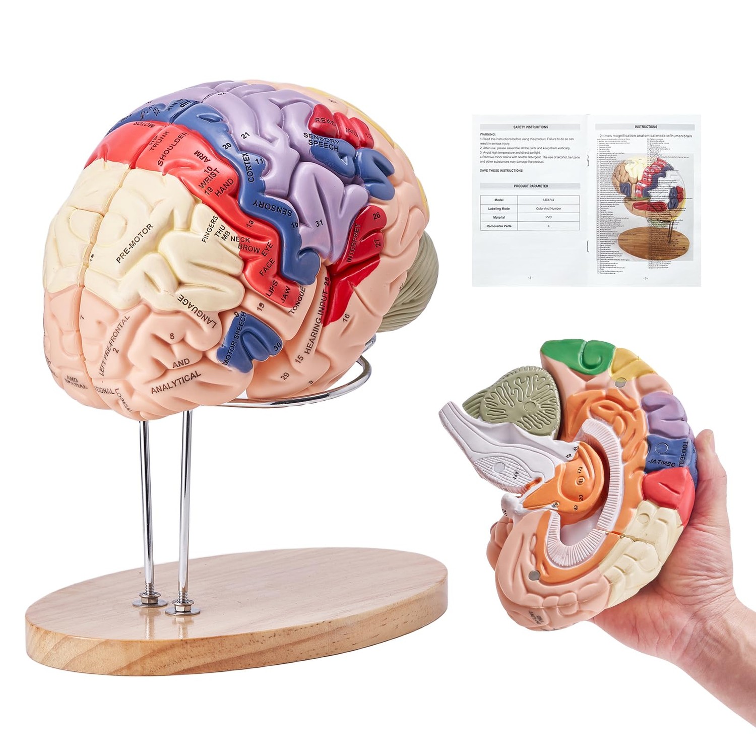 VEVOR Human Brain Model Anatomy 4-Part Model of Brain w/Labels ...