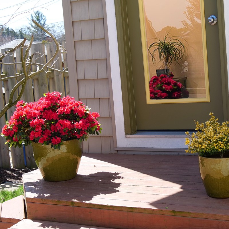 2 Gallon Proven Winners Perfecto Mundo Red Azalea Shrub