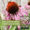 Sow Right Seeds - Pale Purple Coneflower Seeds for Planting