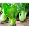 SeedsUP - 300+ Seeds Cabbage Bok Choy Chinese - Vegetable
