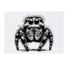 'Hairy Jumping Spider' Temporary Tattoo - Water Resistant, Skin-Safe, Non-Toxic